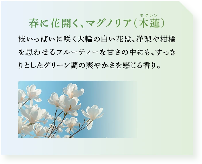 春に花開く、マグノリア(木蓮)